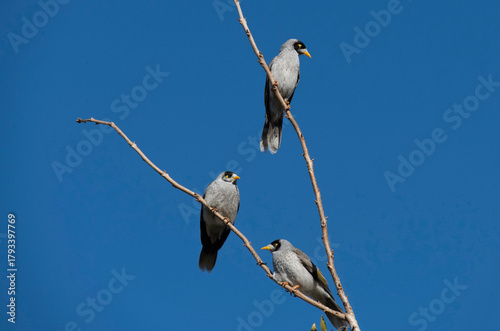 Three Australian Noisy Minors ( Manorina melanocephala)