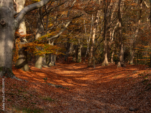 Dense Autumn Wood in Amerongen Forest