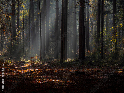 Mysterious Autumn Forest Covered in Morning Mist