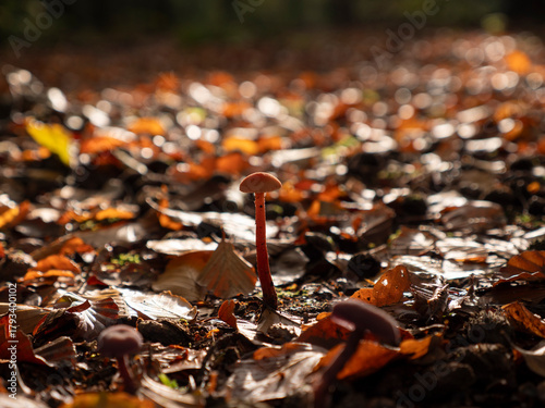 Slender Mycena Mushroom on the Mossy Forest Floor