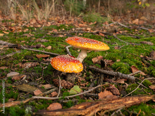 Close-Up of Red and White Spotted Fly Agaric
