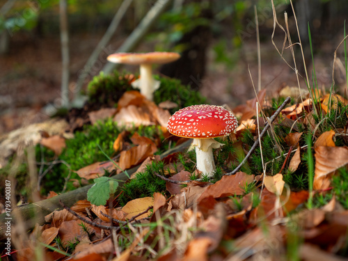 Fly Agaric Standing Alone on Forest Floor