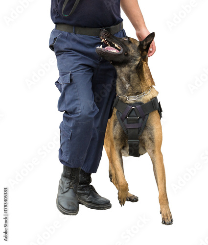 Malinois belgian shepherd guard the border. The border troops demonstrate the dog's ability to detect violations.
