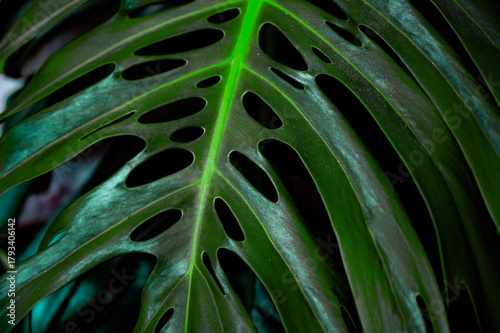 Detailed close-up of vibrant green monstera leaves