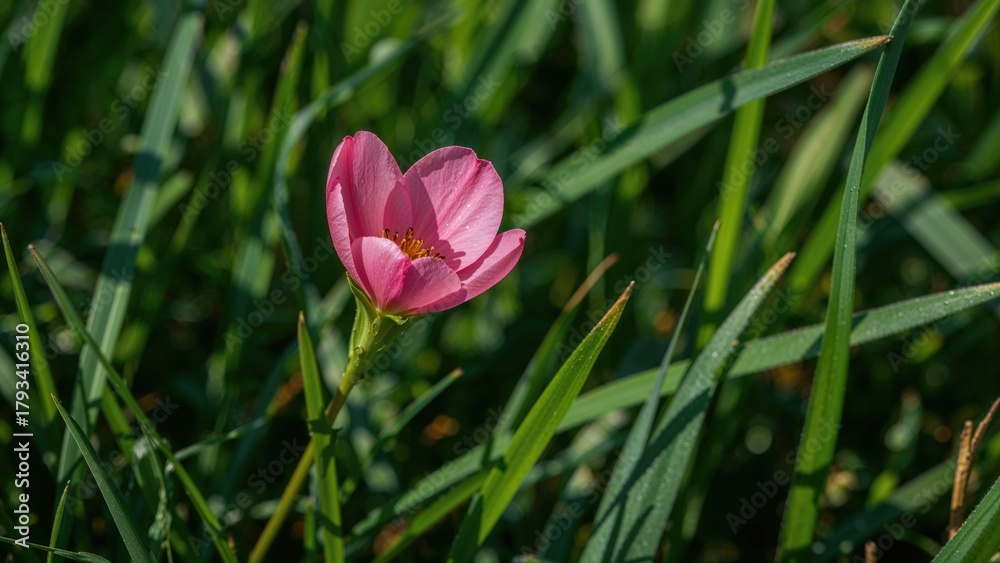 Fototapeta premium A pink flower blooming amidst green grass and leaves.