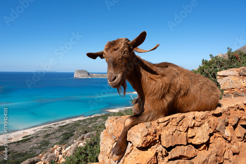 Fototapeta Naklejka Na Ścianę i Meble -  goat at Balos lagoon, Crete