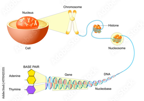 DNA Structure and Packaging within the Cell. Hierarchy of Genetic Material