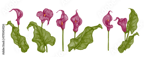 A collection of exotic, tropical flowers and calla lily buds. Colorful botanical elements. Vector graphics.