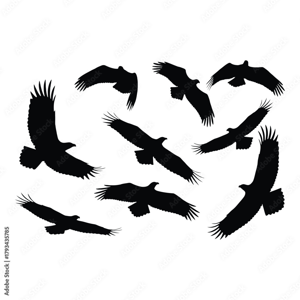 Fototapeta premium A collection of black silhouettes depicting birds in flight poses