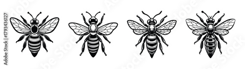 Discover detailed insect illustrations four wasp drawings black and white insect art entomology study