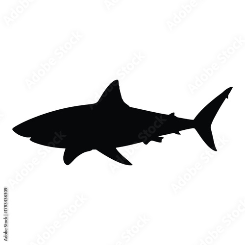 Silhouette of a shark swimming peacefully in the water