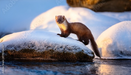 marten standing on a snow covered rock beside a river during early morning light