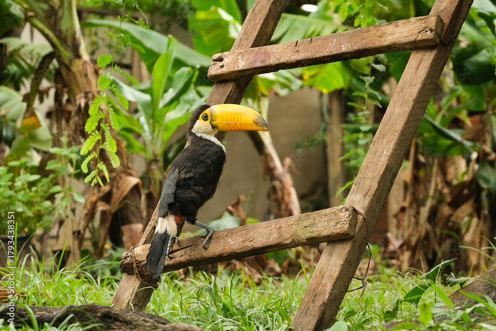 Fototapeta premium Tukan