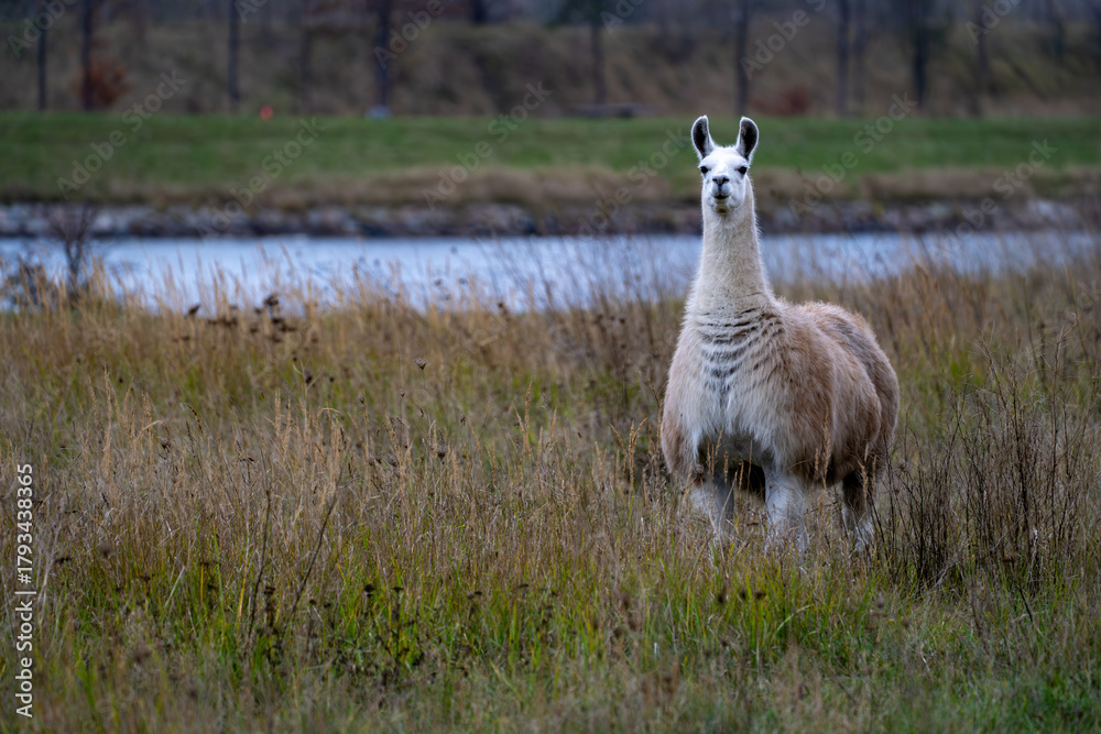 Naklejka premium Llama standing in tall autumn grass near riverbank