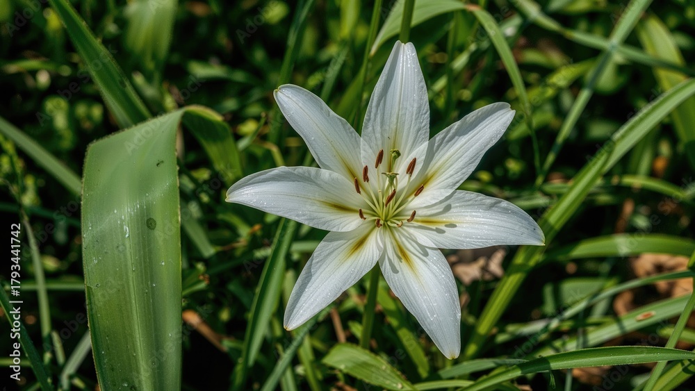 Fototapeta premium White lily flower amidst green foliage with dew drops, natural environment, close-up.