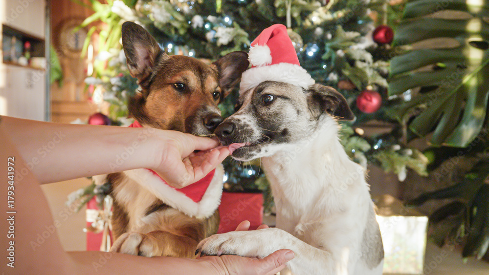 Naklejka premium PORTRAIT, CLOSE UP: Obedient dogs in Santa outfits get treats for posing in front of a Christmas tree. Cute pets in festive costumes create a joyful holiday moment filled with spirit of celebration.