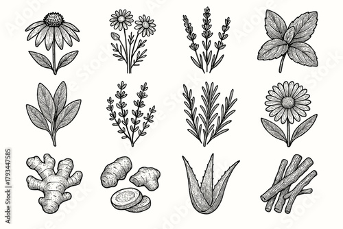 Root licorice aloe lavender vector medicinal icons plant icon bunch sage thyme