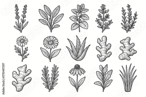 Echinacea ginger thyme lemongrass icons vera chamomile medicinal icon vector plants sage