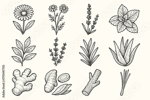 Plants turmeric flower vera vector aloe icon lemongrass icons chamomile piece medicinal