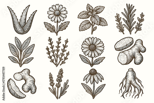 Vera medicinal chamomile vector calendula icon plant sprig ginger echinacea root aloe