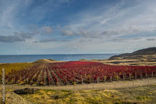Autumn vineyard