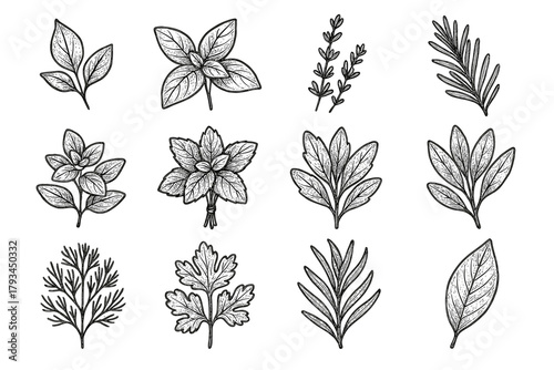 Coriander herb stem tarragon bunch botanical vector rosemary thyme icon icons leaves