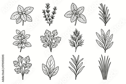 Oregano tarragon icons chives coriander herbs parsley botanical icon dill culinary herb