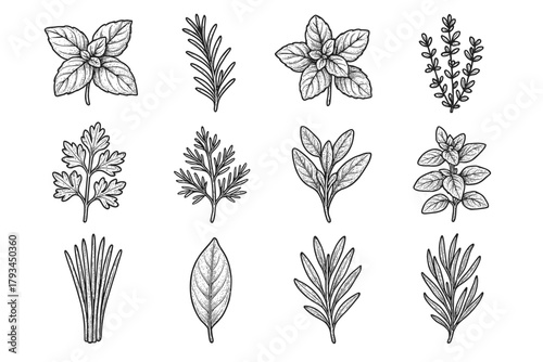 Dill vector rosemary herb icons herbs mint parsley icon chive botanical kitchen