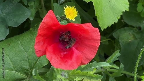 Close-up video of two bees collecting nectar and pollen from a bright red poppy flower in a green meadow.