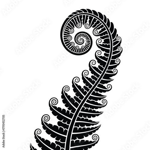 Black fern frond unfurling with spiral details on white background curl