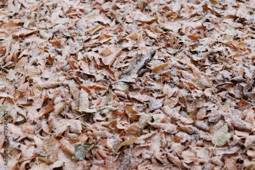 close up of brown rice