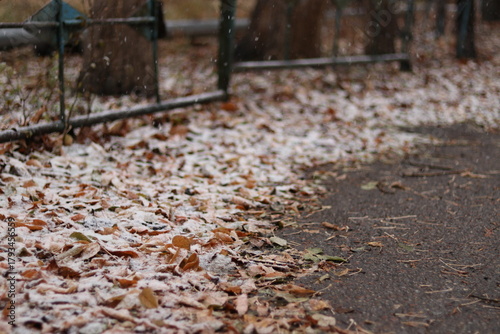 autumn leaves on the ground