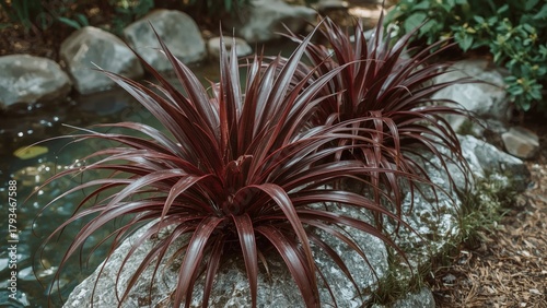 Red ornamental plant with long spiky leaves growing among rocks in a garden setting.