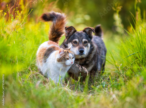Funny furry friends, a dog and a cat, sitting together in a sunny spring meadow
