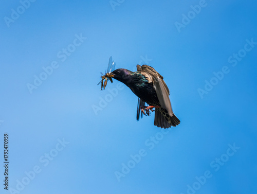 Portrait of a black starling bird flying against a blue sky with a beak full ...