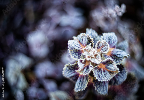 Natural autumn landscape with purple plants covered with cold clear crystals ...