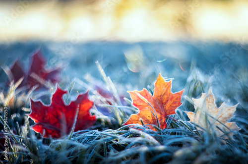 Artistic bright autumn landscape with colorful maple leaves lying on the gras...