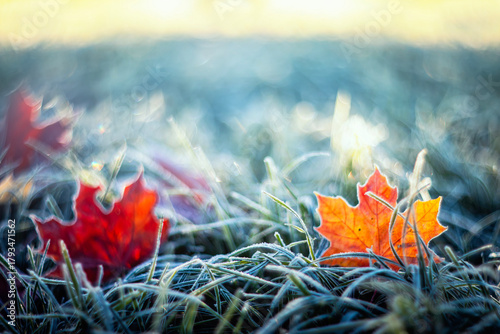 Artistic bright autumn landscape with colorful maple leaves lying on the gras...