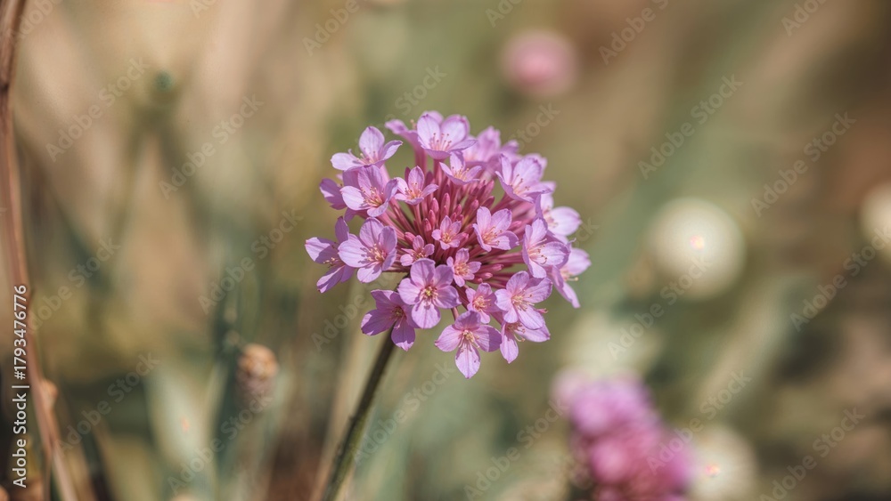 Fototapeta premium Close-up of a pink flower with a blurred natural background.