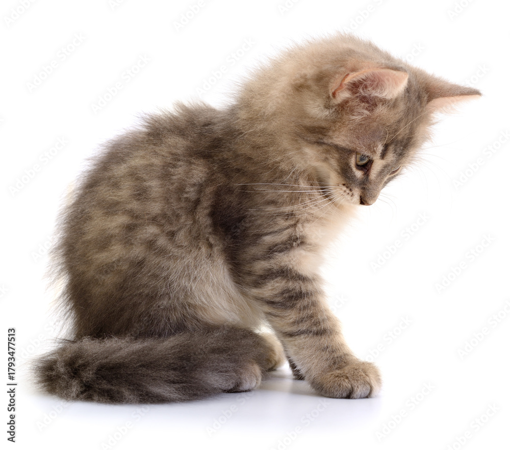 Obraz premium Fluffy kitten isolated on white background