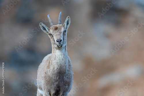 Wild goats (Capra aegagrus) are living in rocky mountains covered with caves and grasses at 1500 meters high rocky places. This photograph was taken in the Elazığ City o Turkey.