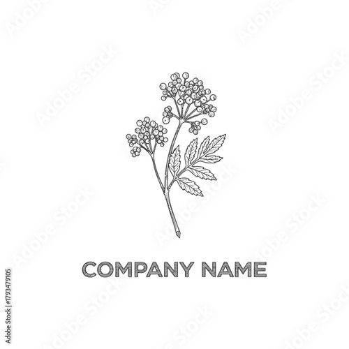 Elegant botanical illustration of a delicate flowering plant with detailed leaves and small blossoms, suitable for branding.