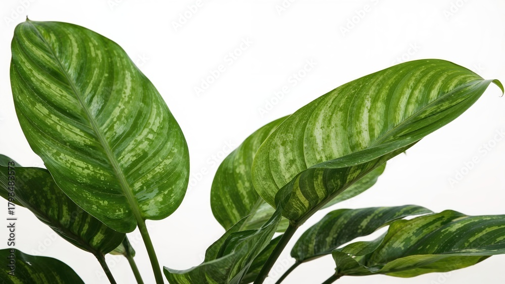 Obraz premium Green variegated leaves of a houseplant with broad green and white streaked foliage.