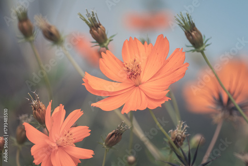Close-Up of Orange Cosmos Flowers with Soft Background