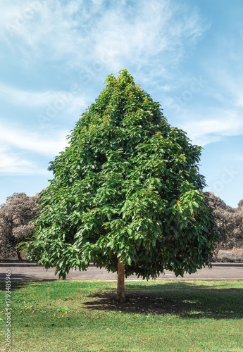 Green Tree in Full Foliage Under a Blue Sky