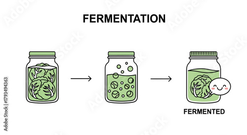Fermentation Process - A Visual Guide to Food Transformation.