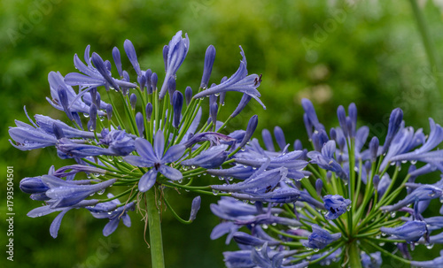 Agapanthus flowers after rain in garden