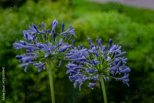Twin agapanthus flowers with raindrops in garden