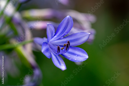 Close-up of blue agapanthus flower with soft background