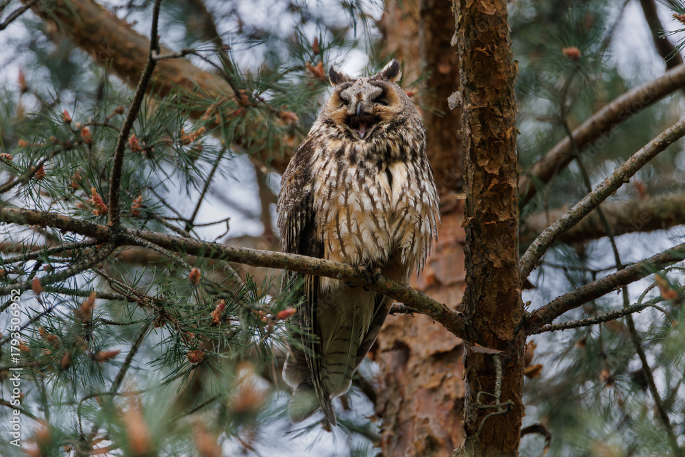 Obraz premium Owl Perched in Pine Tree Forest Scene